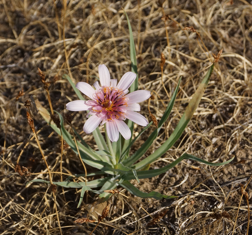 Image of Tragopogon marginifolius specimen.