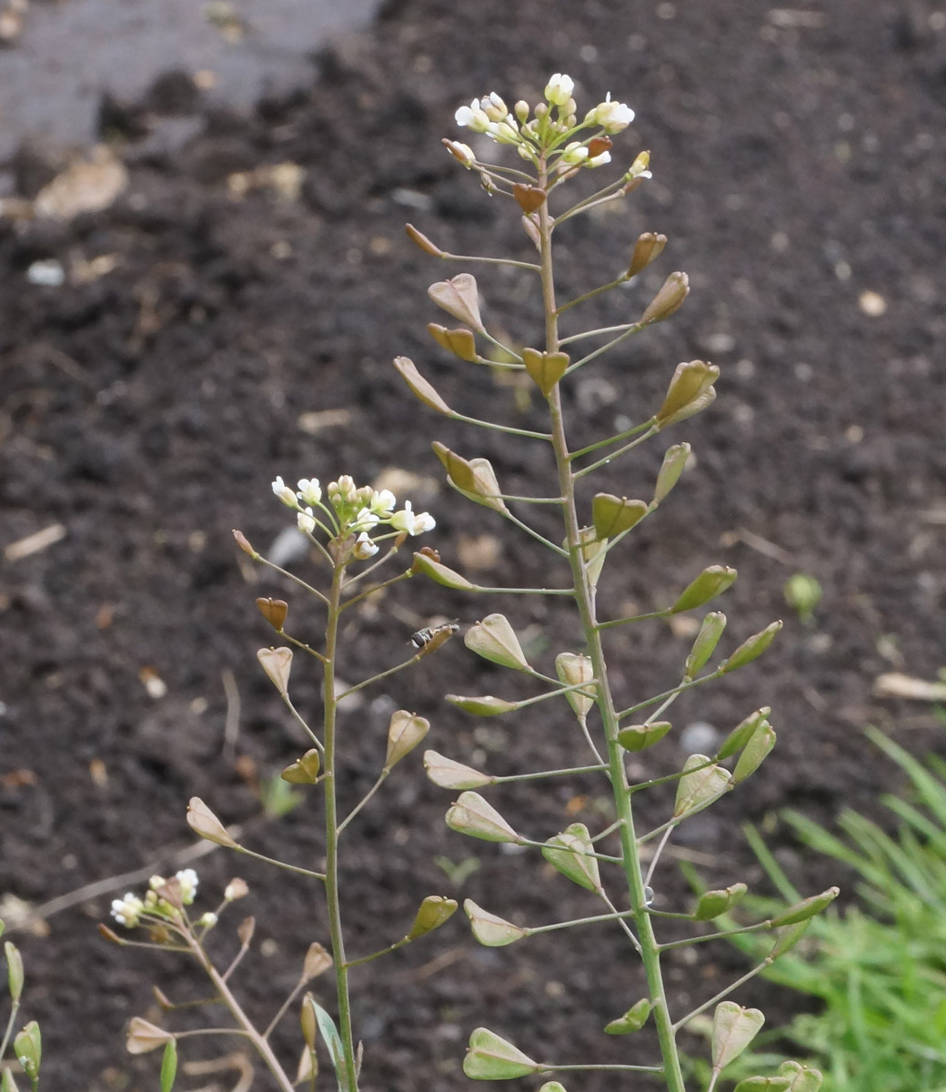 Image of Capsella bursa-pastoris specimen.