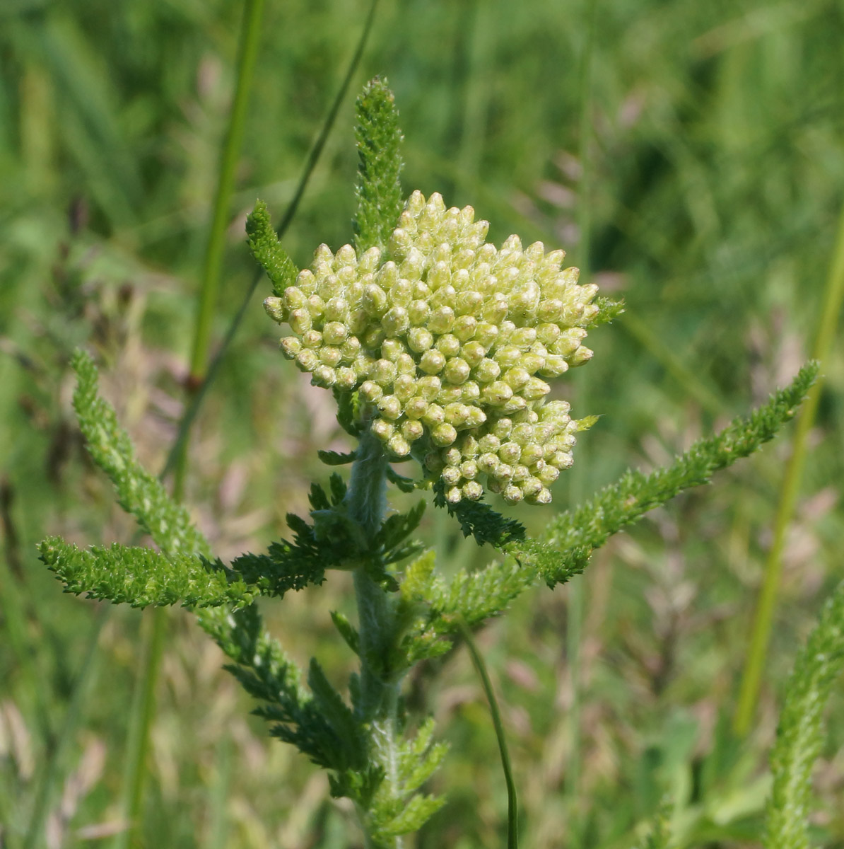 Image of Achillea millefolium specimen.