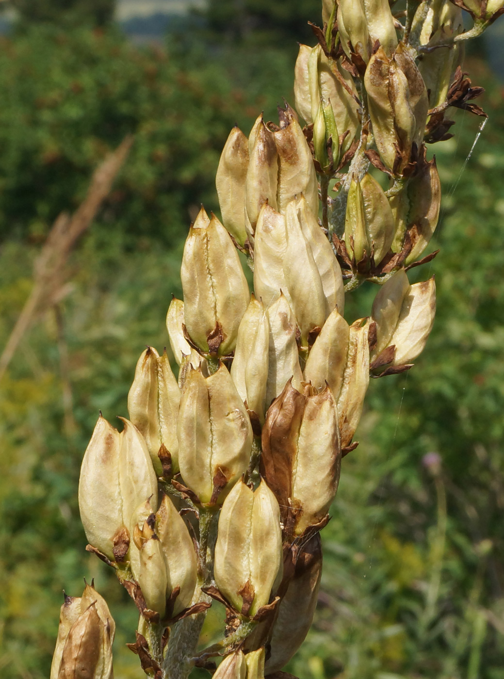 Image of Veratrum nigrum specimen.