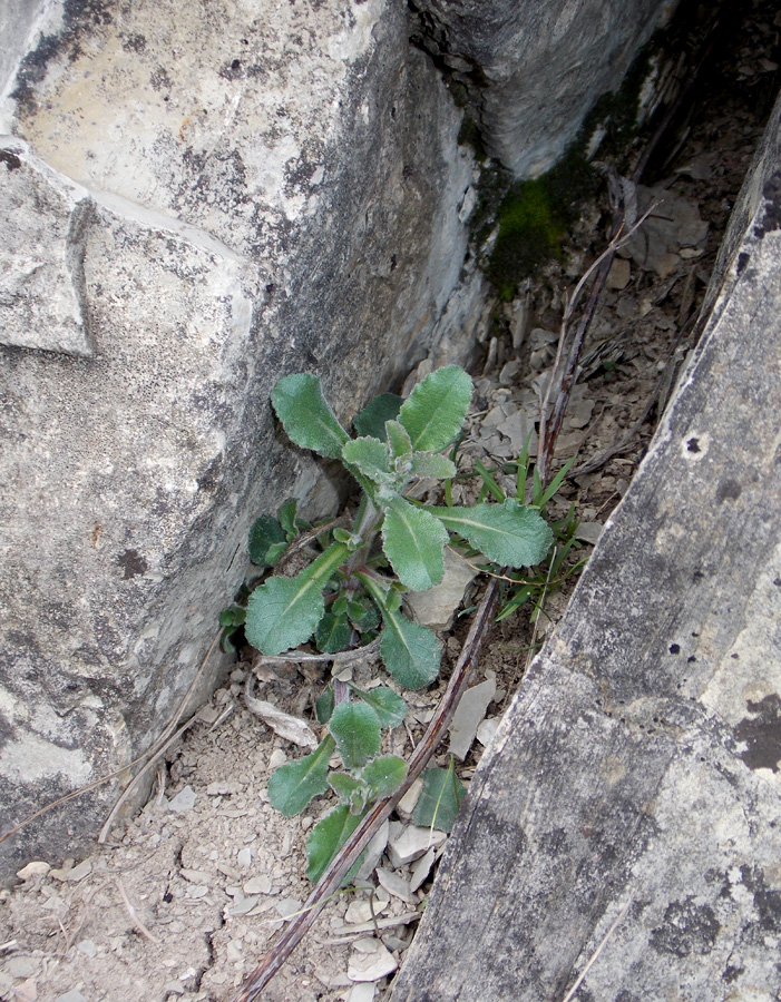 Image of Campanula komarovii specimen.