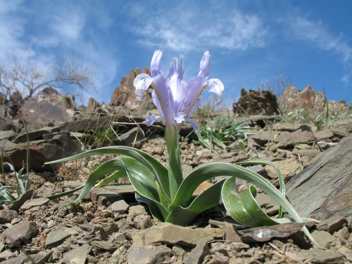 Image of Juno willmottiana specimen.