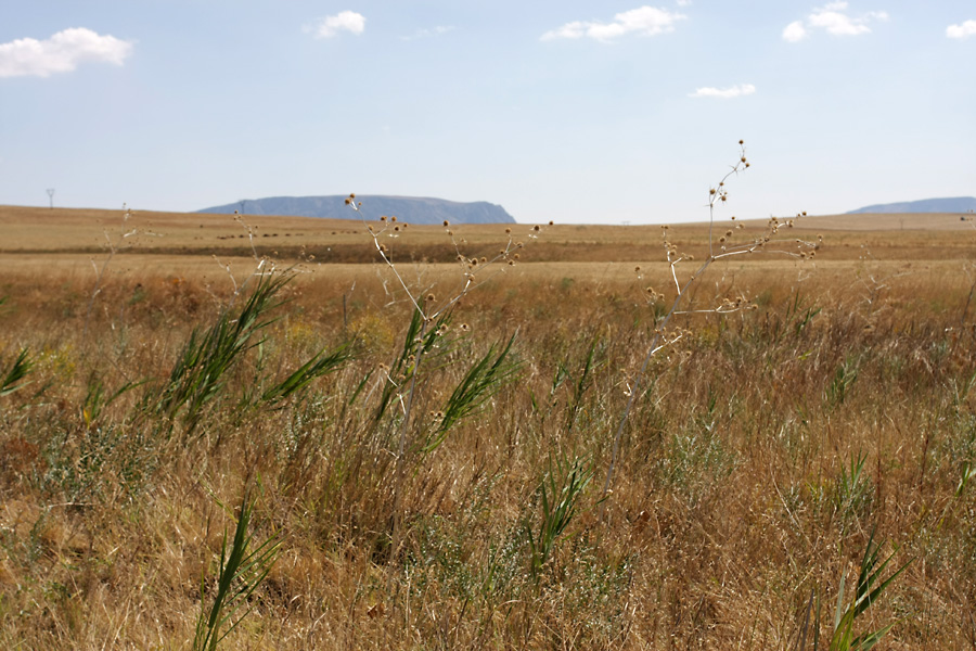 Image of Eryngium macrocalyx specimen.