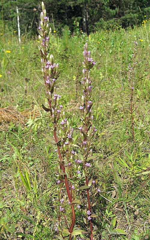 Image of Gentianella amarella specimen.