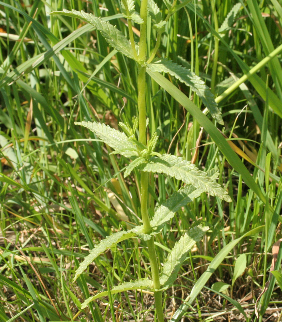 Image of Rhinanthus aestivalis specimen.