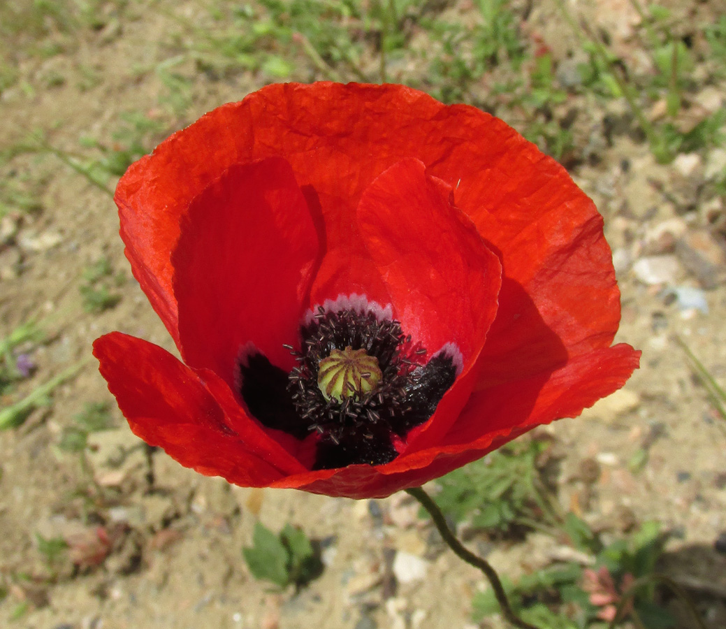 Изображение особи Papaver rhoeas var. strigosum.