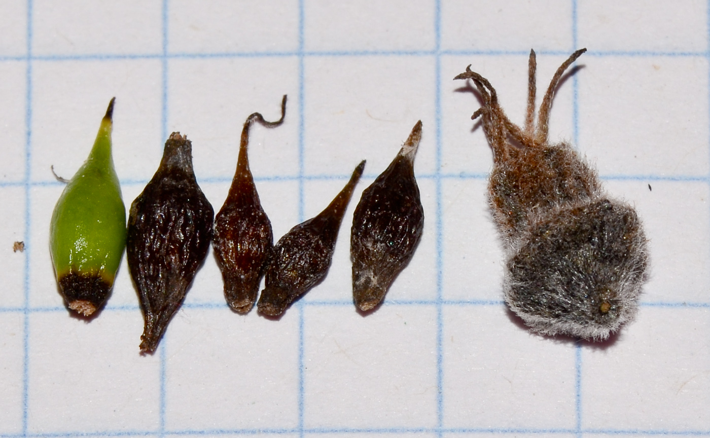 Image of Cordia parvifolia specimen.