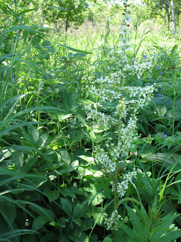 Image of Veratrum grandiflorum specimen.