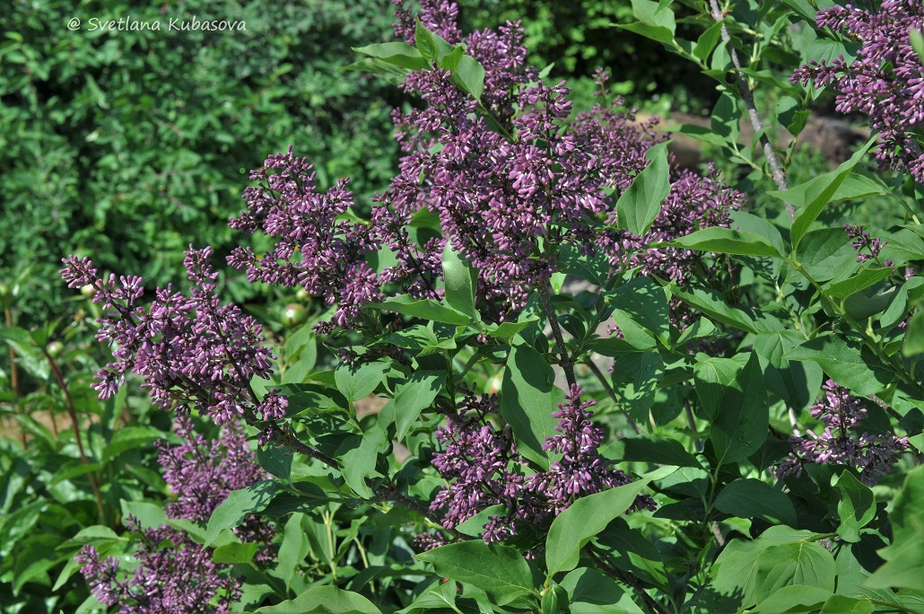 Image of Syringa pubescens ssp. patula specimen.