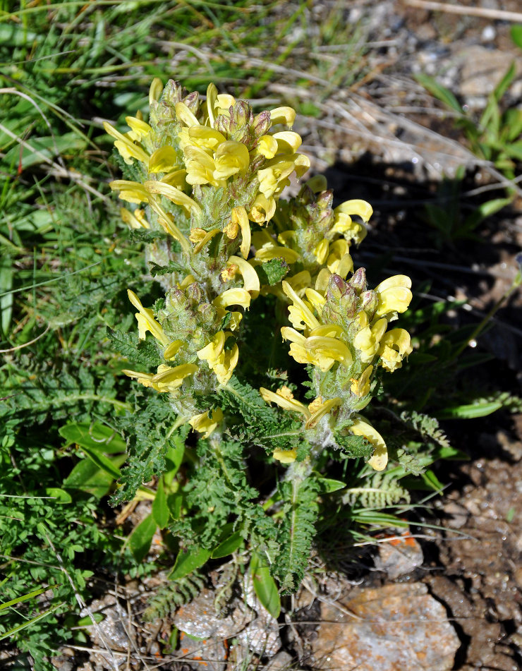 Изображение особи Pedicularis sibthorpii.