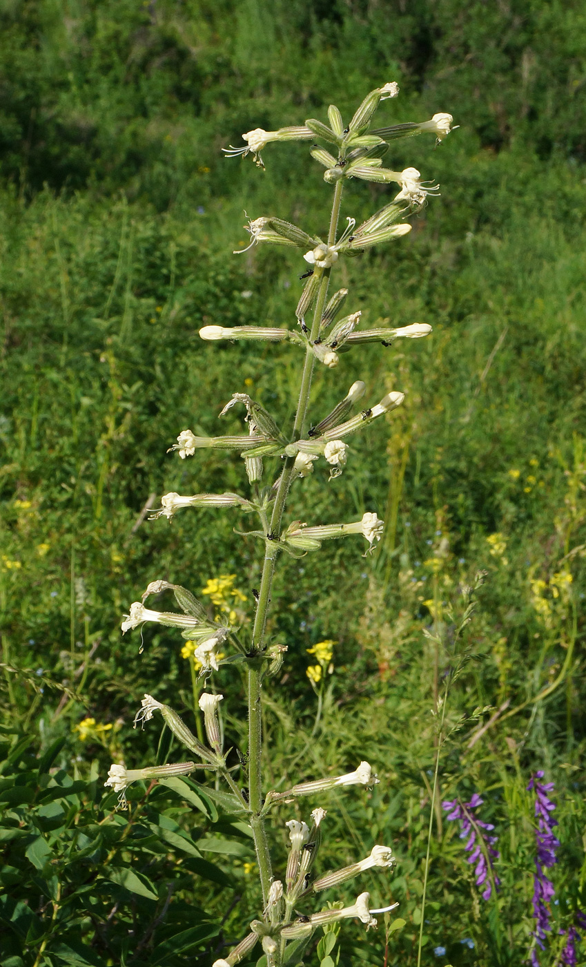 Image of Silene viscosa specimen.