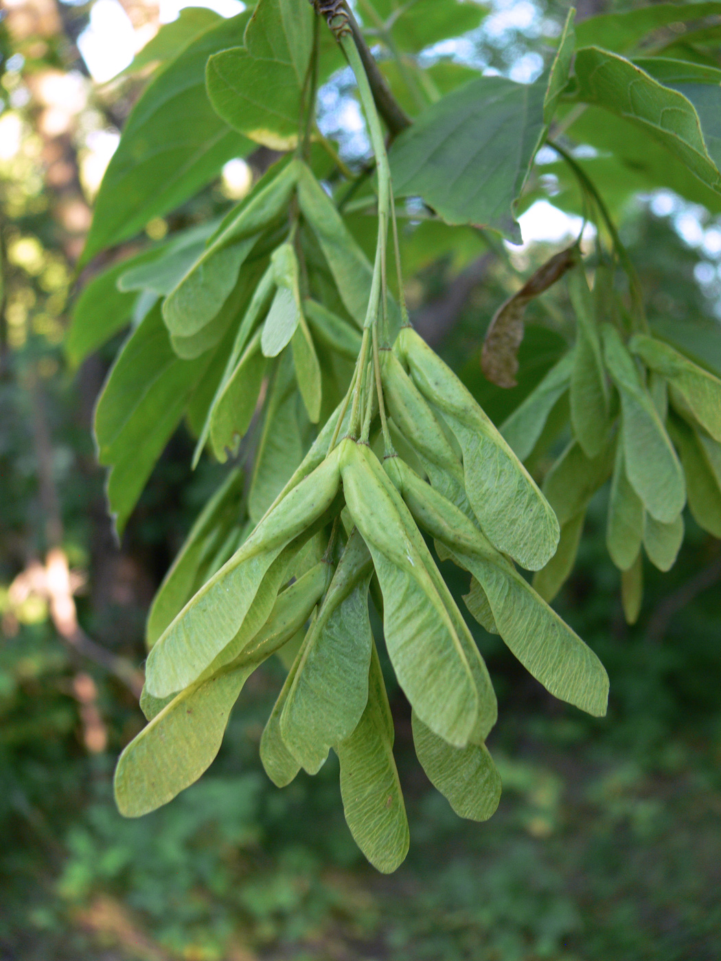 Image of Acer negundo specimen.