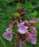 Teucrium chamaedrys. Верхушка соцветия. Украина, окрестности Львова, травянистый склон. 10 июля 2007 г.