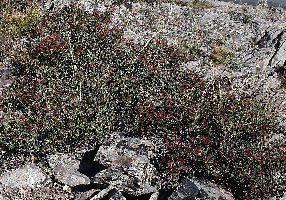 Image of Spiraea trilobata specimen.