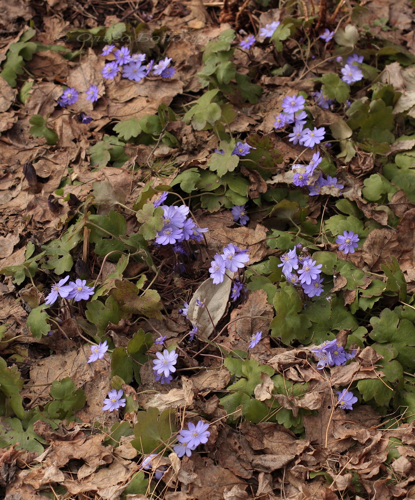 Изображение особи Hepatica transsilvanica.