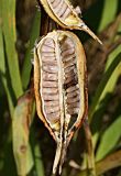 Iris halophila