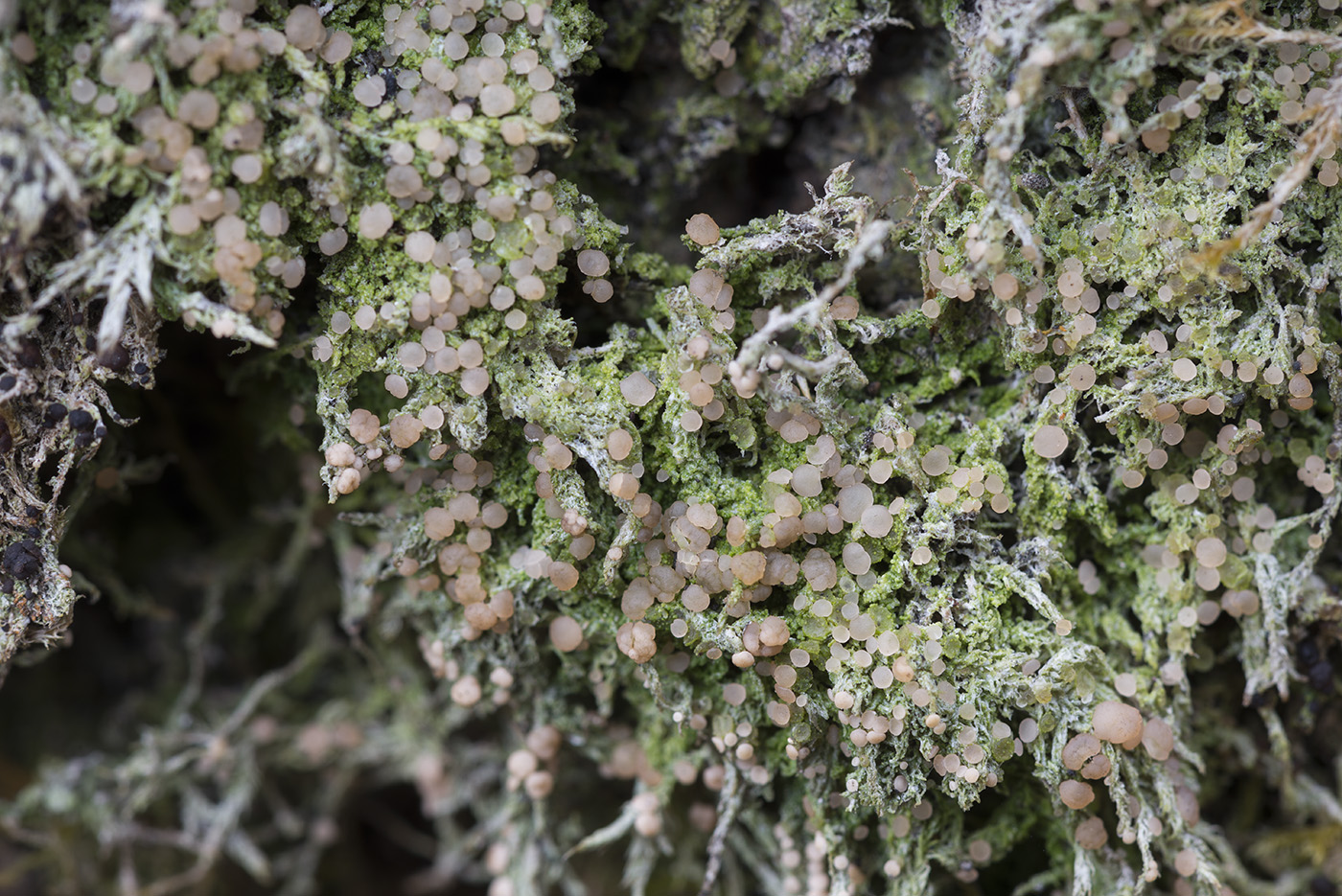 Image of Mycobilimbia carneoalbida specimen.