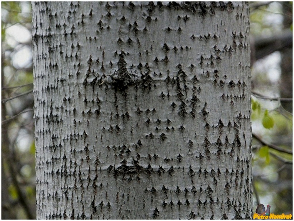 Image of Populus tremula specimen.