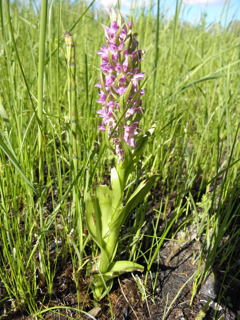 Изображение особи Dactylorhiza incarnata.