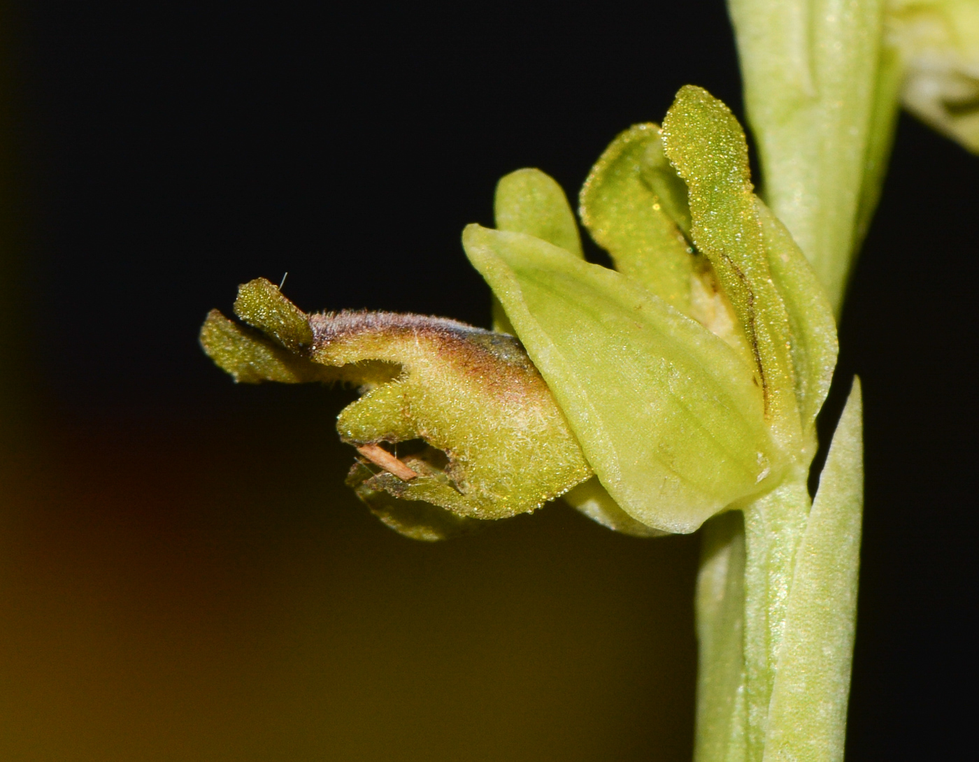 Image of Ophrys lutea ssp. galilaea specimen.