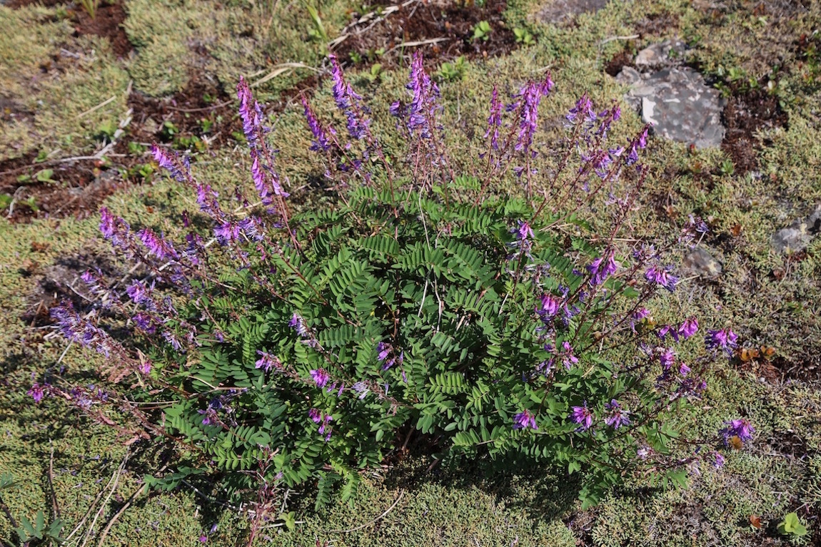 Изображение особи Hedysarum branthii.