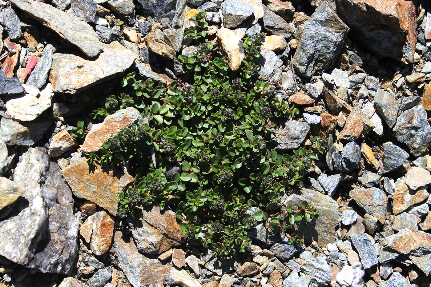 Image of Veronica glareosa specimen.