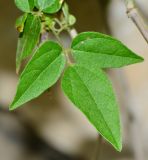 Vigna speciosa. Лист. Израиль, Шарон, г. Герцлия, ограда двора, в культуре. 20.05.2017.