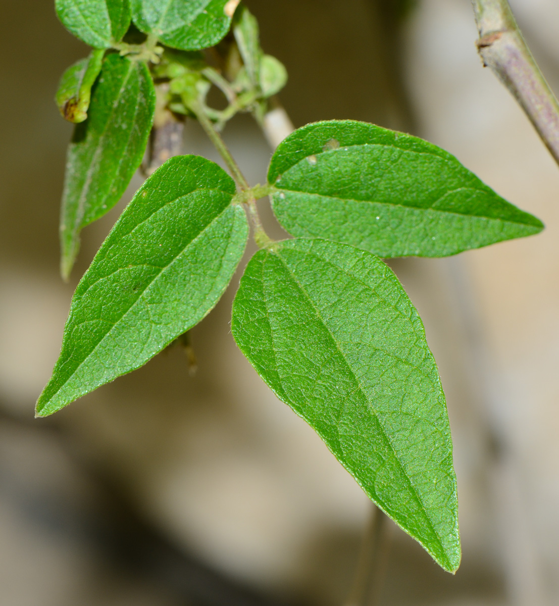 Изображение особи Vigna speciosa.