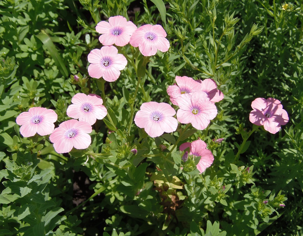 Image of Linum pubescens specimen.