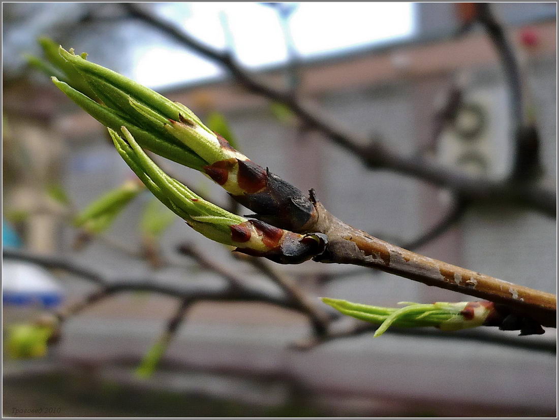 Image of Pyrus ussuriensis specimen.