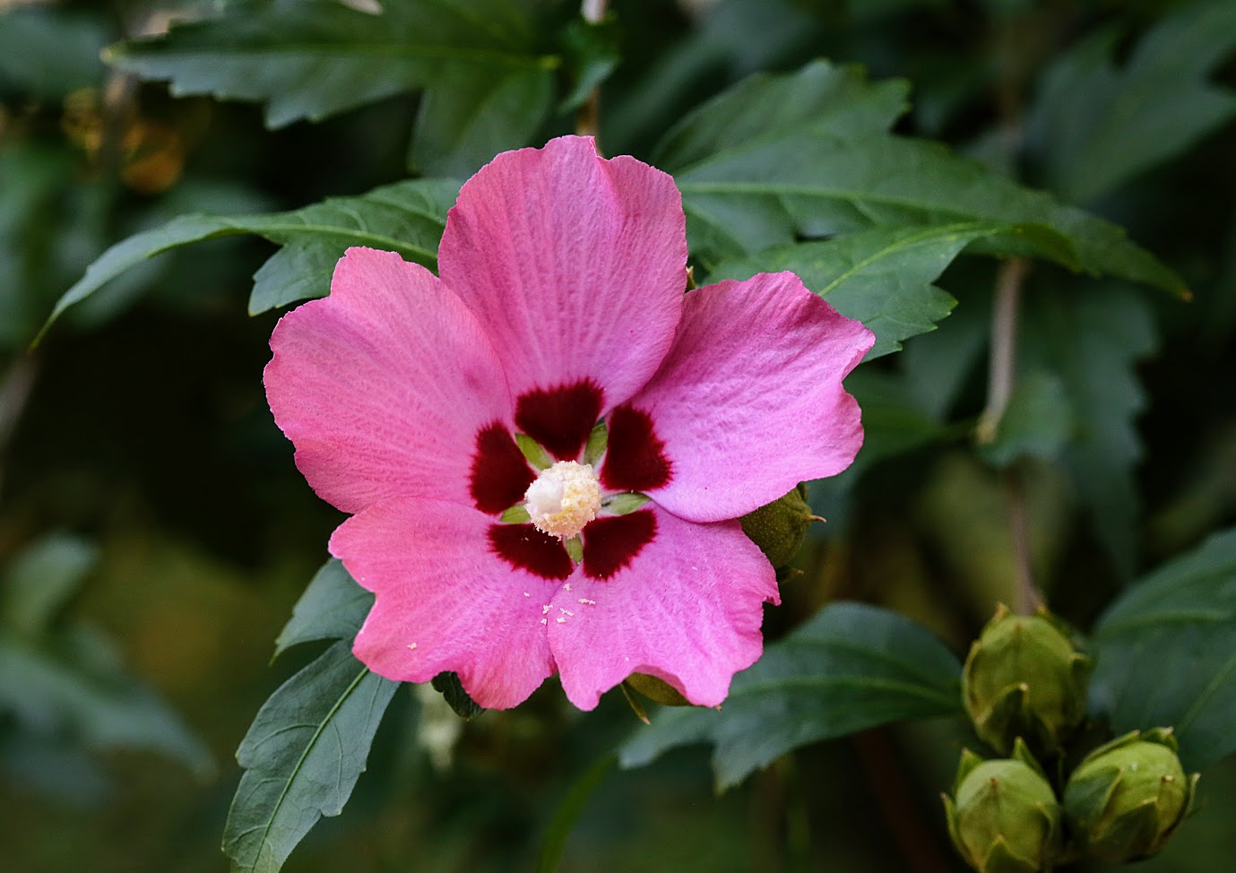 Image of Hibiscus syriacus specimen.