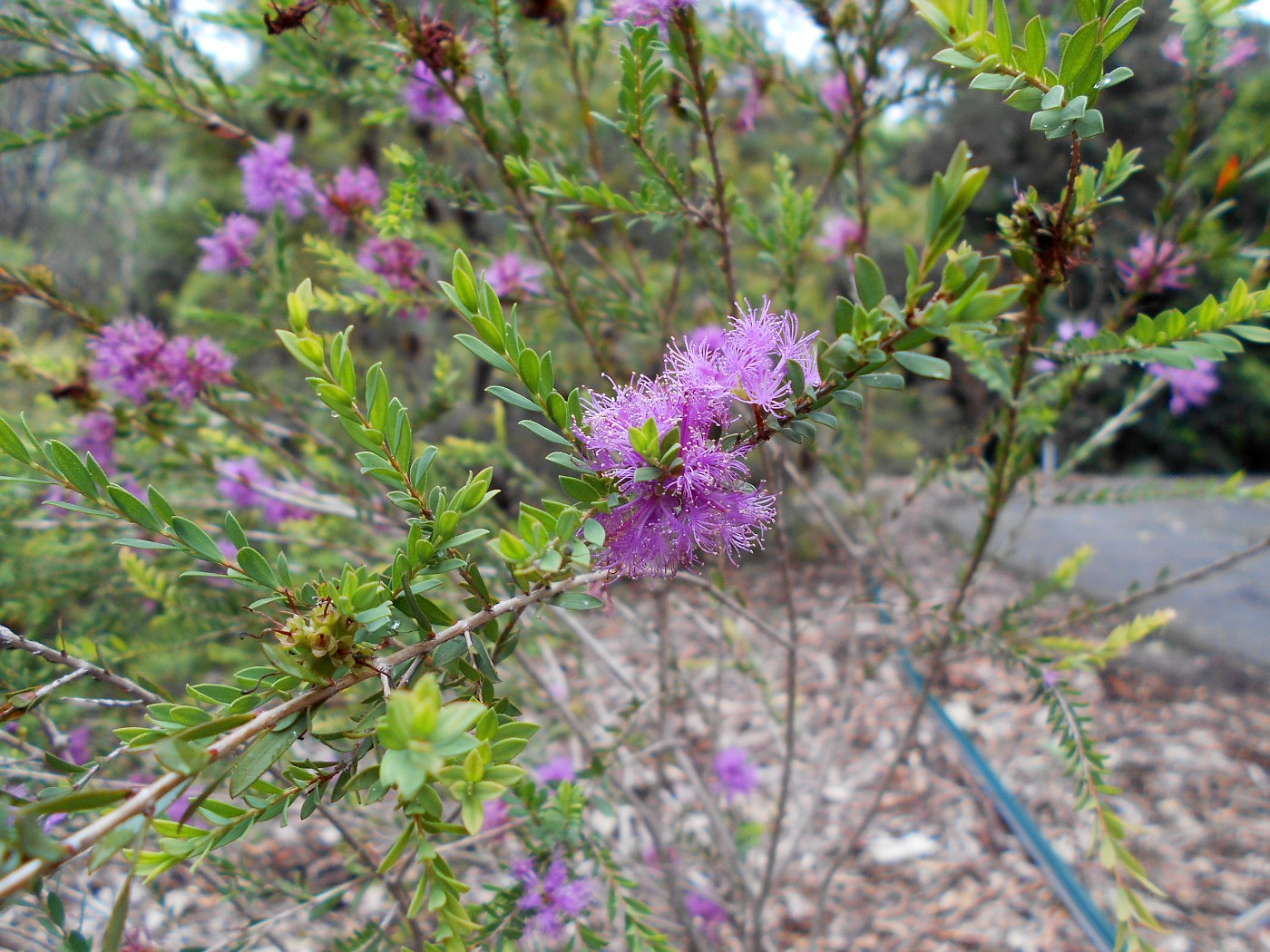 Изображение особи Melaleuca thymifolia.