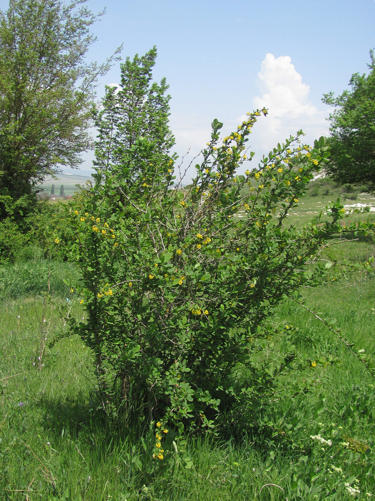 Изображение особи Berberis orientalis.