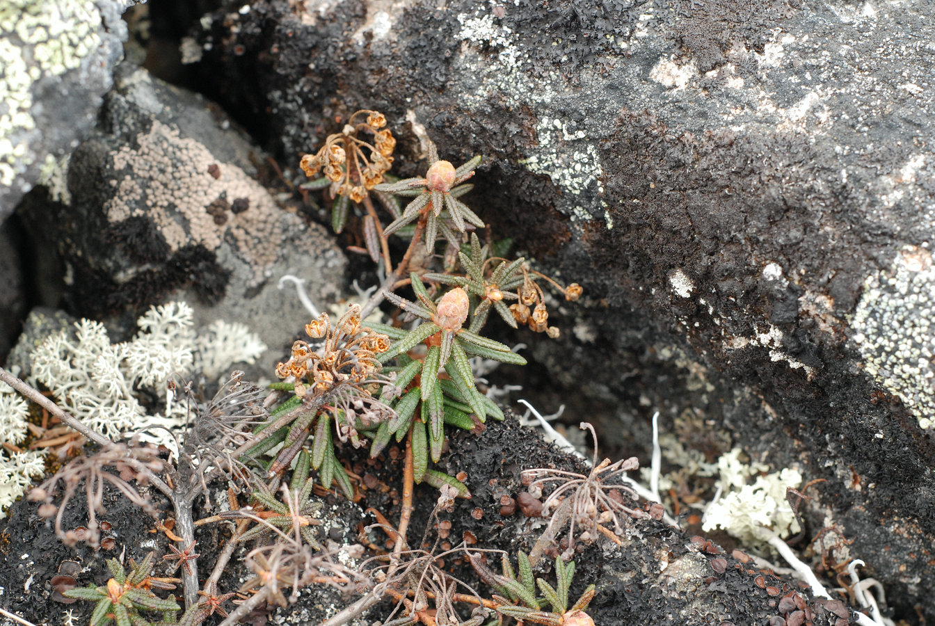 Image of Ledum decumbens specimen.