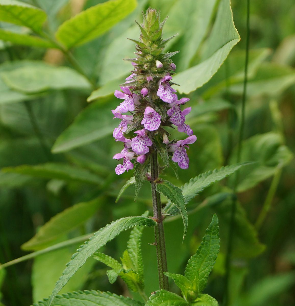 Image of Stachys palustris specimen.