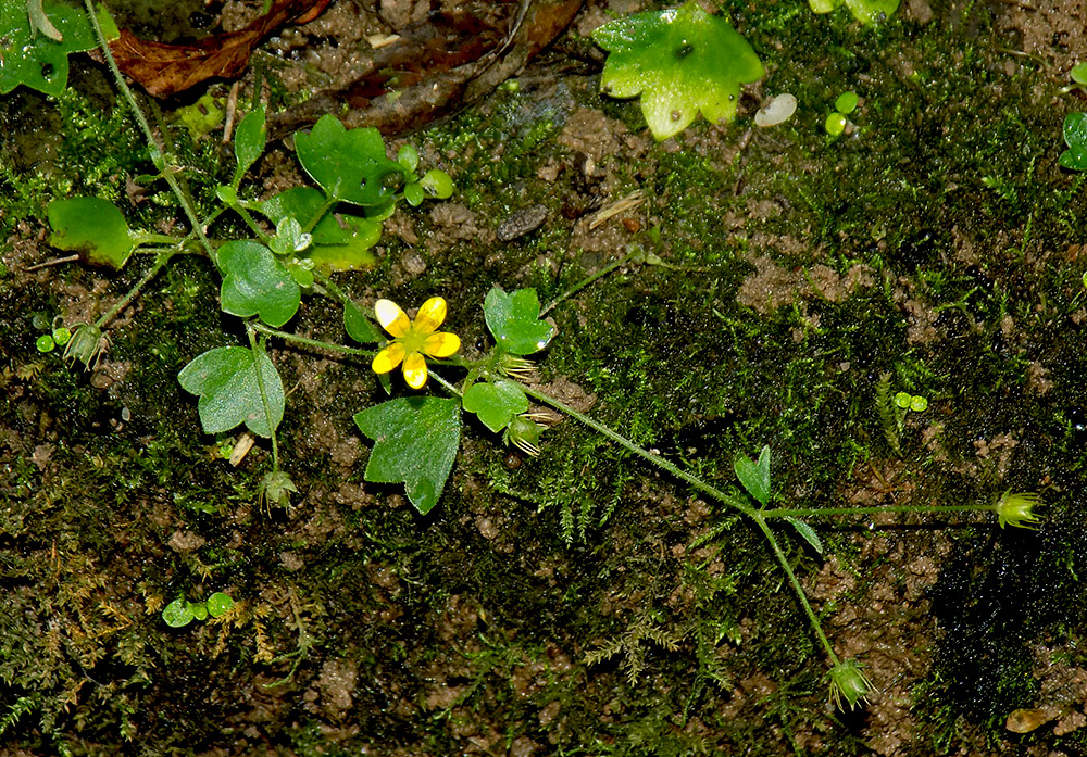 Image of Saxifraga cymbalaria specimen.