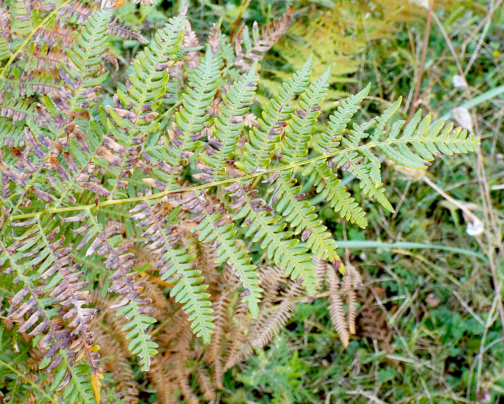 Изображение особи Pteridium tauricum.