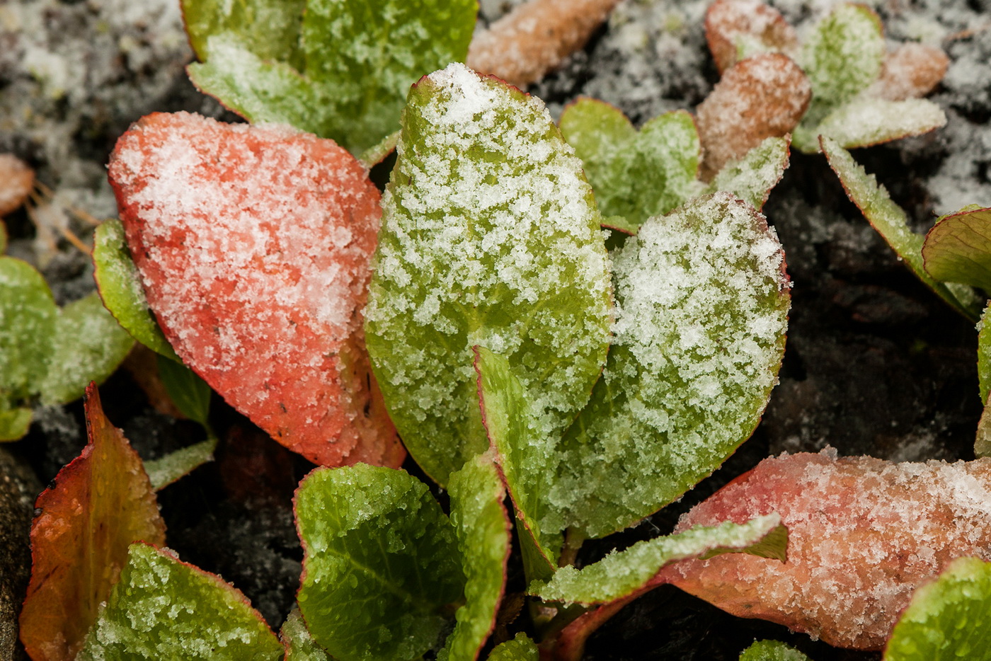 Изображение особи Bergenia crassifolia.