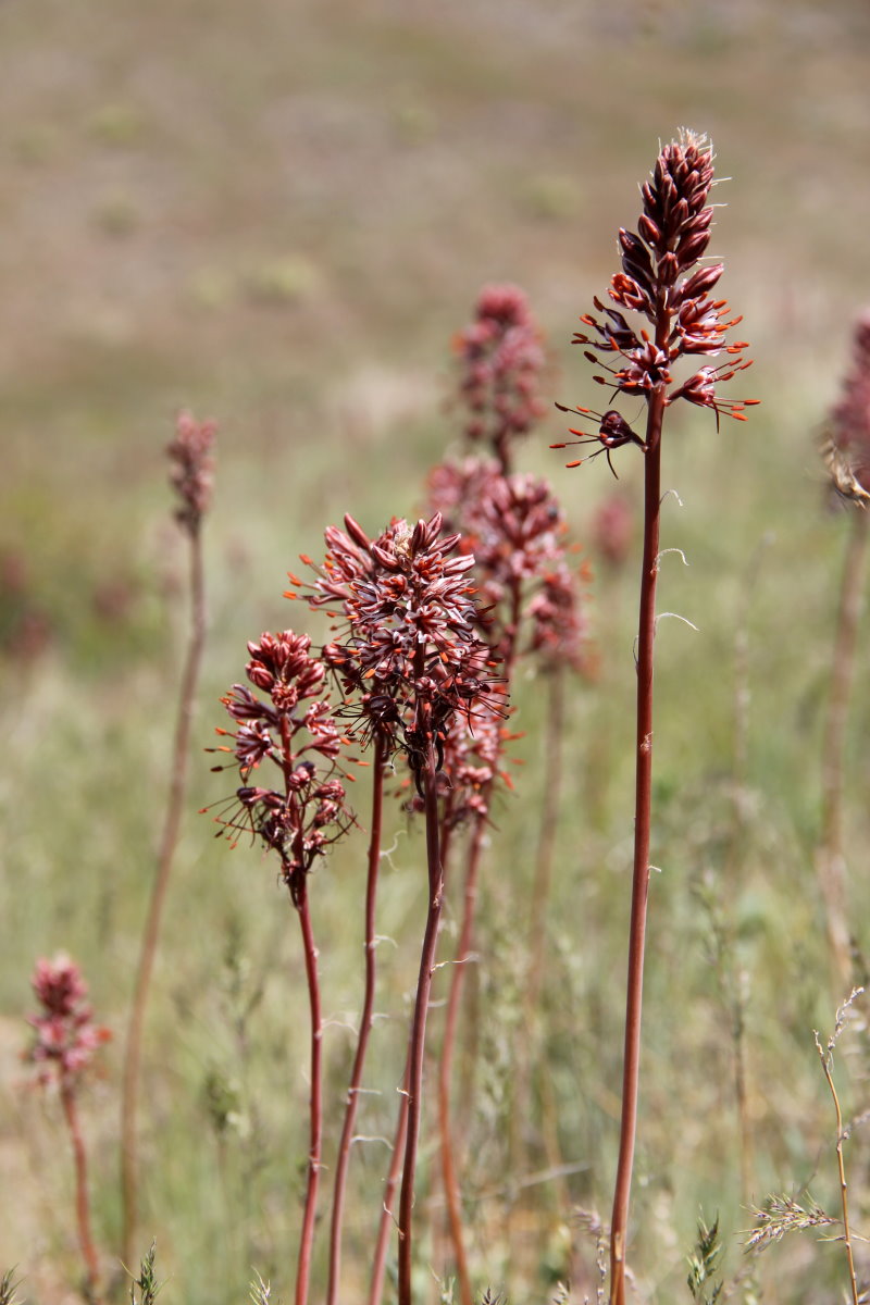 Image of Eremurus cristatus specimen.