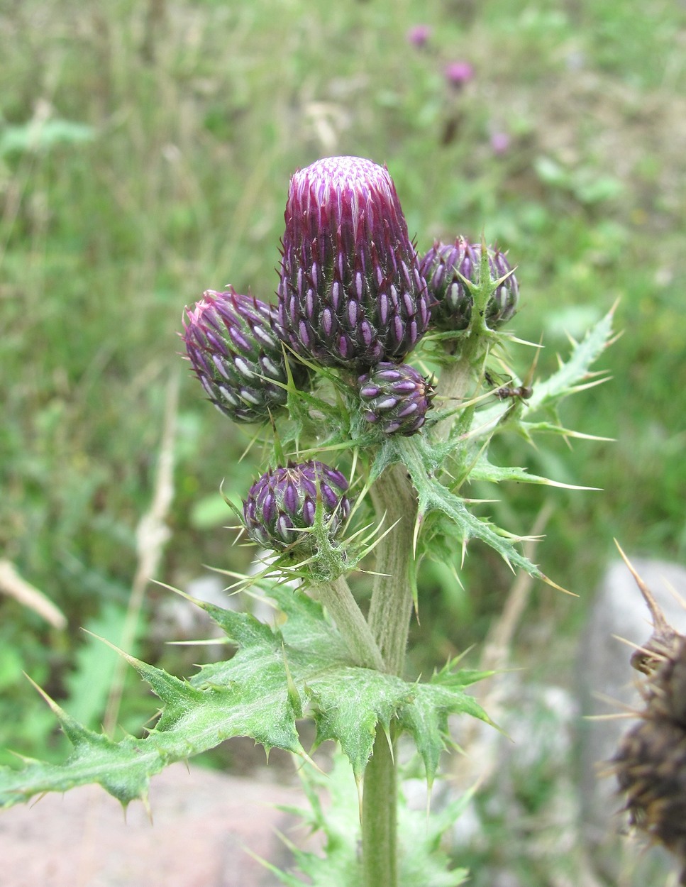 Изображение особи Cirsium uliginosum.