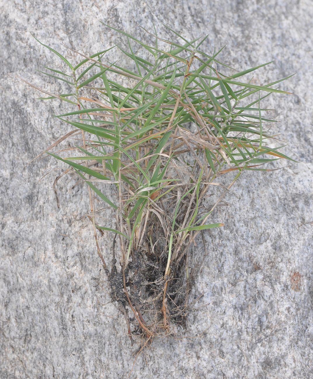 Image of Phragmites australis specimen.