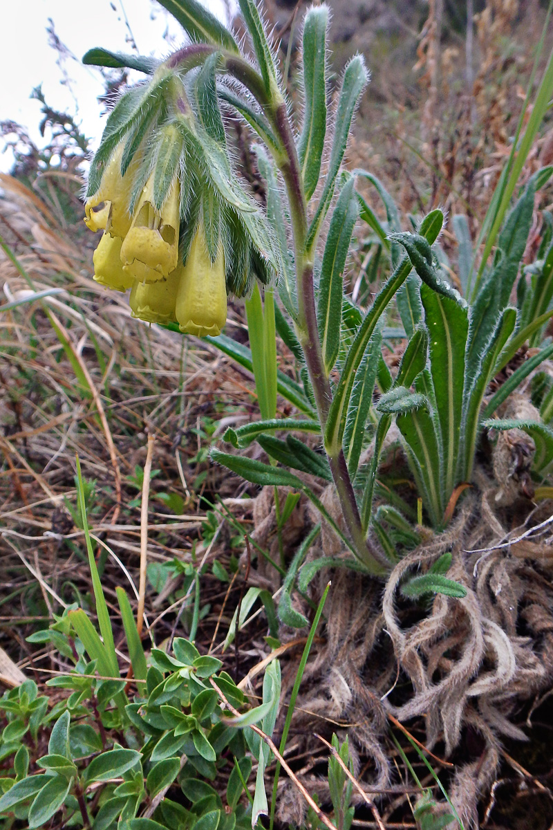 Image of Onosma irritans specimen.