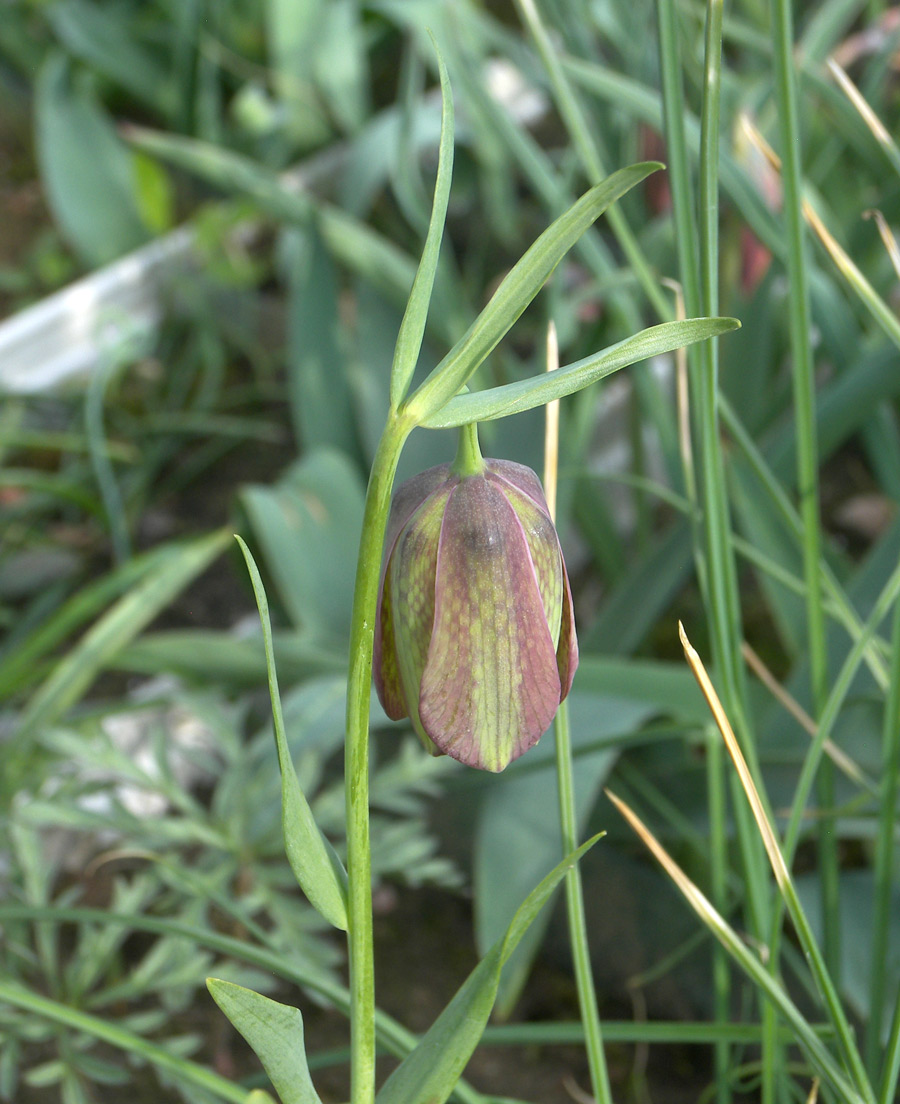 Изображение особи Fritillaria graeca ssp. thessala.