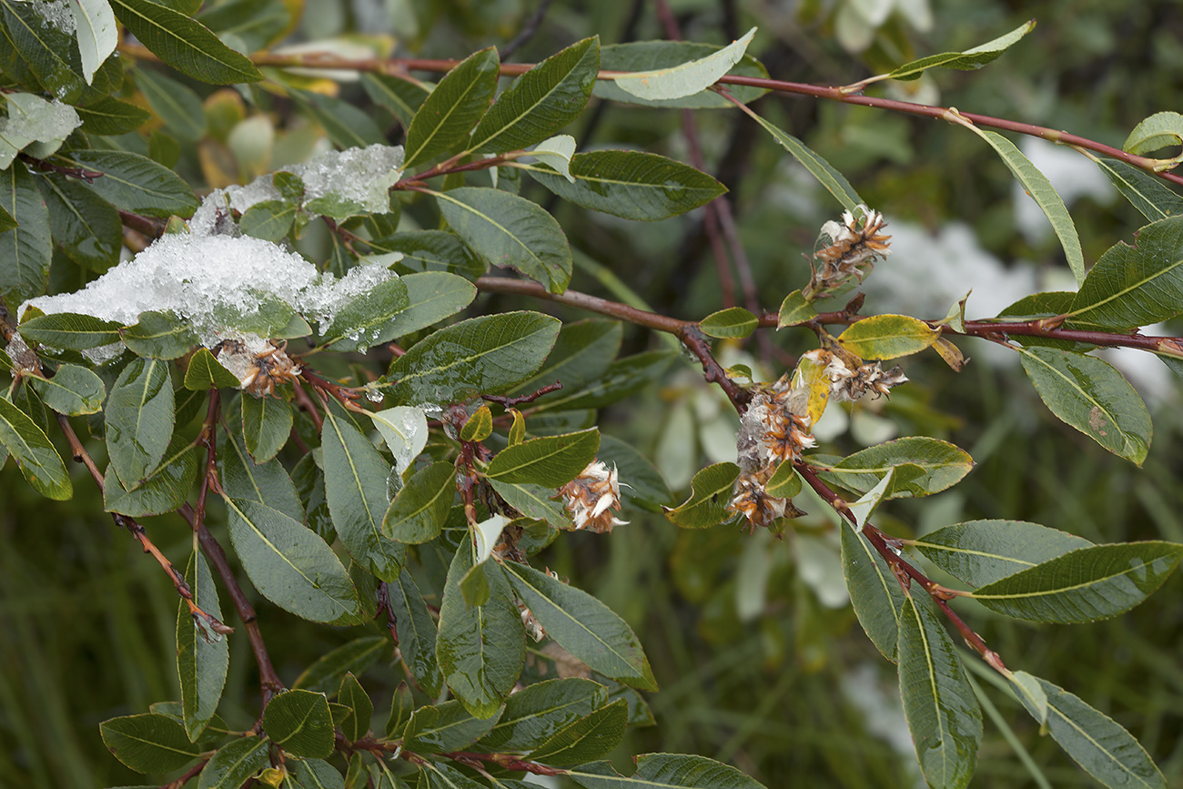 Изображение особи Salix saposhnikovii.