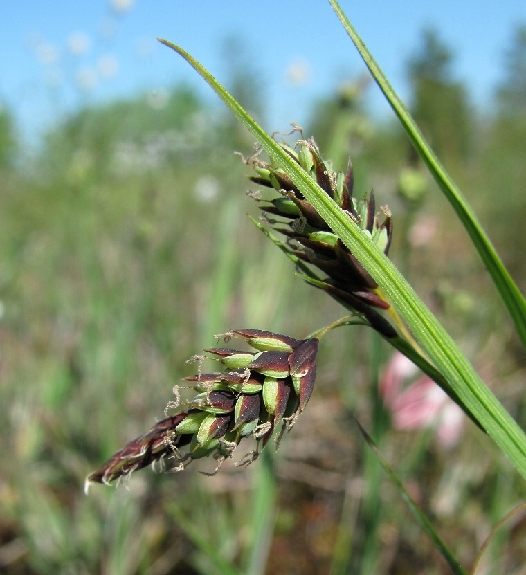 Изображение особи Carex paupercula.