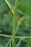 Aconitum lamarckii