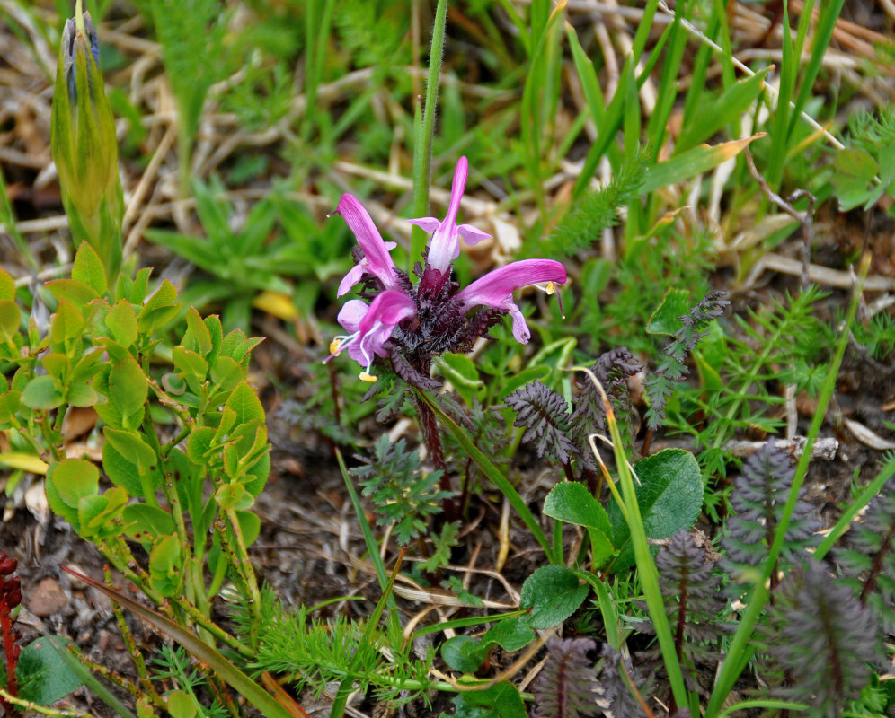 Изображение особи Pedicularis fissa.