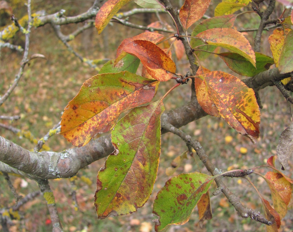 Image of Malus orientalis specimen.