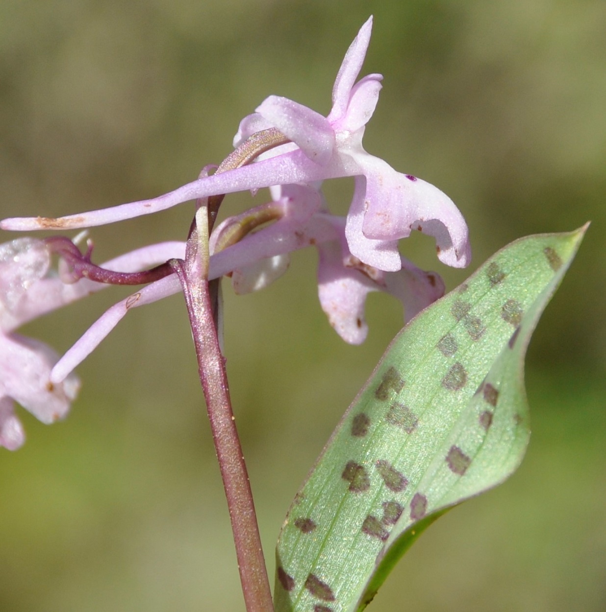 Image of Orchis anatolica specimen.