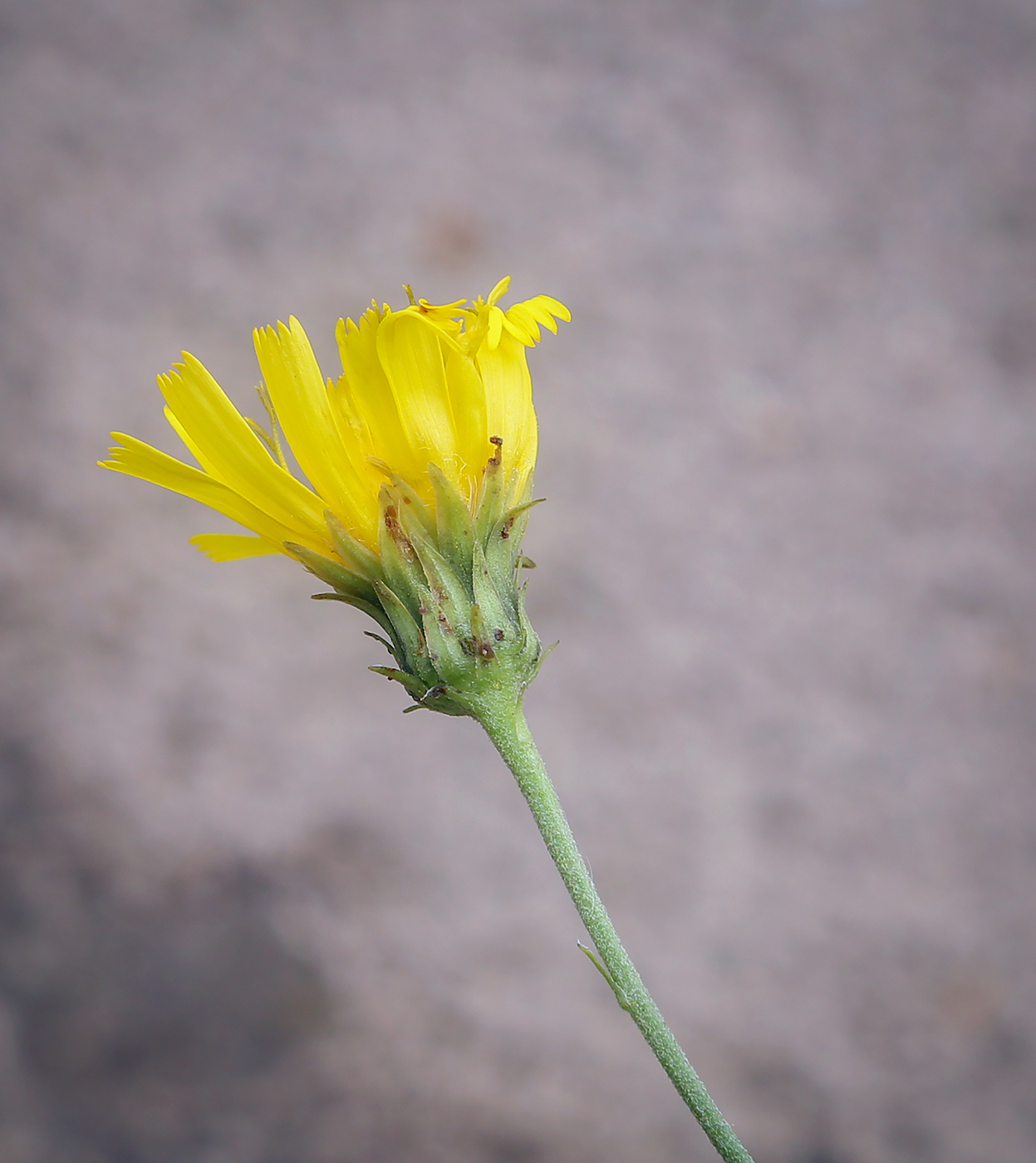 Image of Hieracium filifolium specimen.